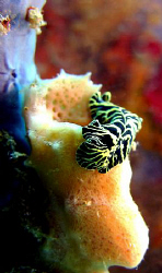 Lined Flatworm less than 1 inch in length.  Crash Boat Pi... by Juan Torres 